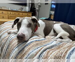 Small #14 Feist Terrier Mix