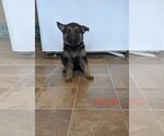 Small Photo #7 German Shepherd Dog Puppy For Sale in LUCERNE, IN, USA