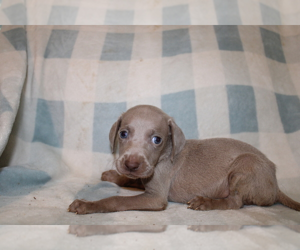 Medium Photo #5 Weimaraner Puppy For Sale in BLMGTN, IN, USA