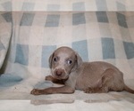 Small #4 Weimaraner