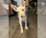 Small #1 Siberian Husky Mix