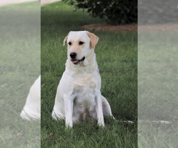 Medium Photo #4 Labrador Retriever Puppy For Sale in SYRACUSE, IN, USA