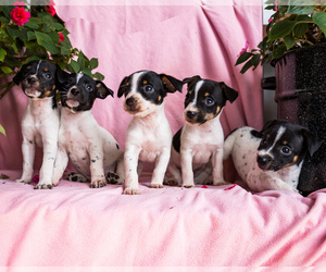 Toy Fox Terrier-Unknown Mix Puppy for sale in WAKARUSA, IN, USA