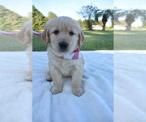 Golden Retriever Puppy for sale in TURBEVILLE, SC, USA