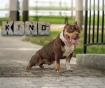 Small Photo #1 American Bully Puppy For Sale in SEBRING, FL, USA