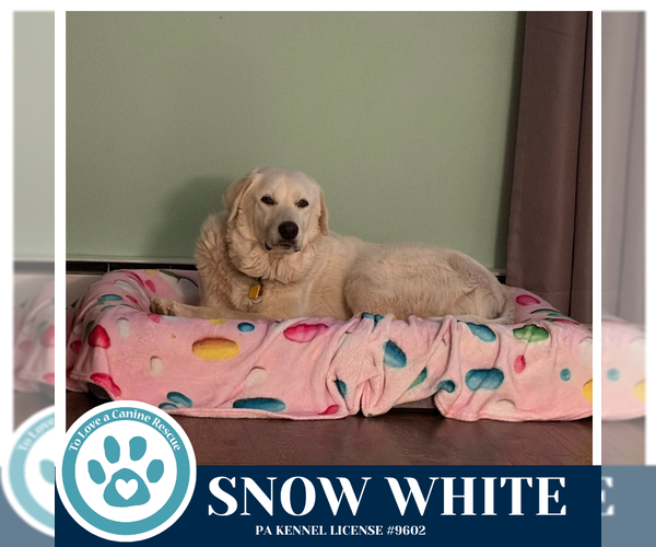 Medium Photo #2 Great Pyrenees-Unknown Mix Puppy For Sale in Kimberton, PA, USA