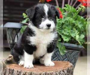 Border Collie-Maltese Mix Puppy for sale in FREDERICKSBURG, OH, USA