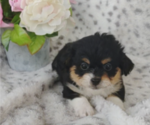 Small Photo #10 Pembroke Welsh Corgi-Poodle (Miniature) Mix Puppy For Sale in LEBANON, MO, USA
