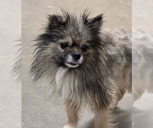 Pomeranian Dogs for adoption in Social Circle, GA, USA