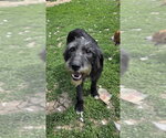 Small #1 Labrador Retriever Mix