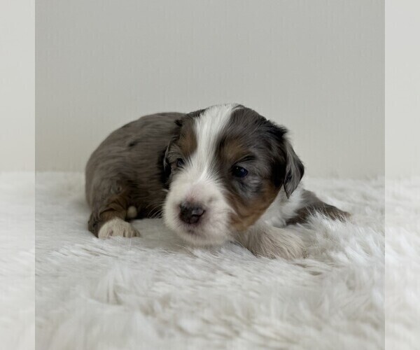 Medium Photo #22 Aussiedoodle Miniature -Miniature Bernedoodle Mix Puppy For Sale in CULPEPER, VA, USA