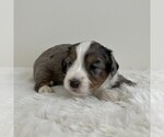 Small #5 Aussiedoodle Miniature -Miniature Bernedoodle Mix