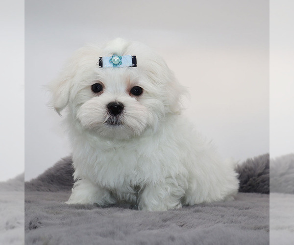 Medium Photo #3 Maltese Puppy For Sale in LOS ANGELES, CA, USA