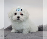 Small #2 Maltese