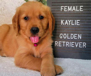 Golden Retriever Puppy for sale in NOVI, MI, USA