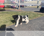 Small Photo #3 Akita Puppy For Sale in SOMERSET, NJ, USA