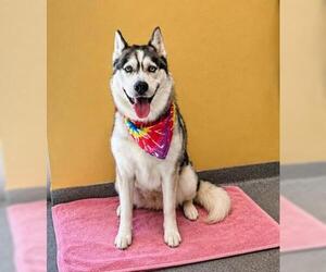 SHEENA - Female Siberian Husky Dog for Adoption - Photo #4