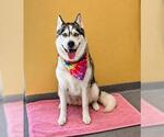 Small #3 Siberian Husky