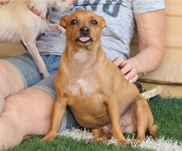 Medium Photo #3 Chipin Puppy For Sale in phoenix, AZ, USA