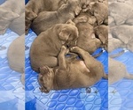 Small #23 Labrador Retriever