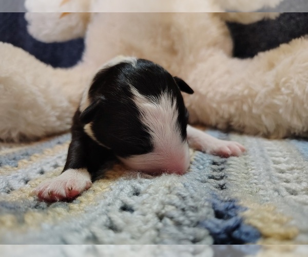 Medium Photo #10 Border Collie Puppy For Sale in NORBORNE, MO, USA