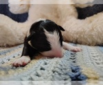 Small #9 Border Collie