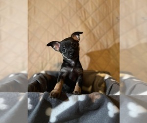 Chihuahua Puppy for Sale in WALTON, New York USA