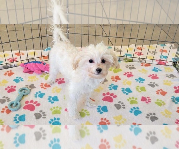 Medium Photo #6 Maltipoo (Toy) Puppy For Sale in ORO VALLEY, AZ, USA