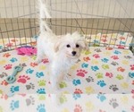 Small #5 Maltipoo (Toy)