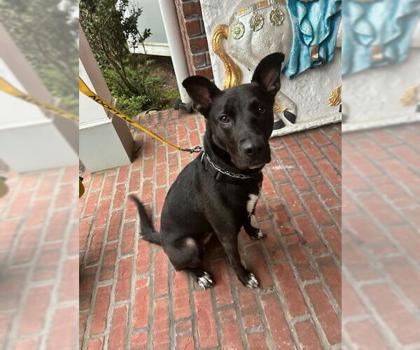 Medium Photo #19 Mutt Puppy For Sale in Rockaway, NJ, USA