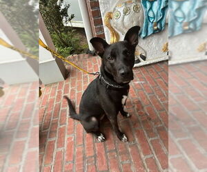 Mavi Lizman - Female Mutt Dog for Adoption - Photo #19