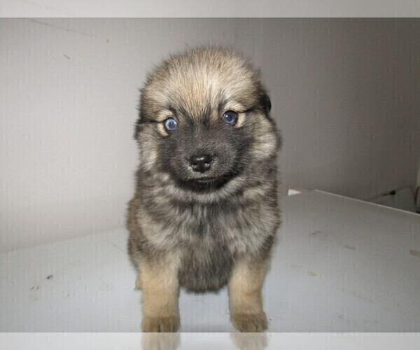 Medium Photo #6 Pomsky Puppy For Sale in KOKOMO, IN, USA
