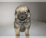 Small Photo #6 Pomsky Puppy For Sale in KOKOMO, IN, USA