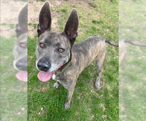 Medium Photo #2 Mutt Puppy For Sale in Conroe, TX, USA