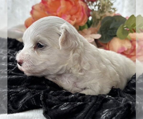 Medium Photo #7 Morkie Puppy For Sale in ROCK STREAM, NY, USA