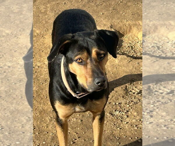 Medium Photo #8 Mutt Puppy For Sale in Evansville, IN, USA