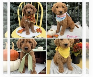 Goldendoodle Puppy for Sale in WOODBURN, Indiana USA