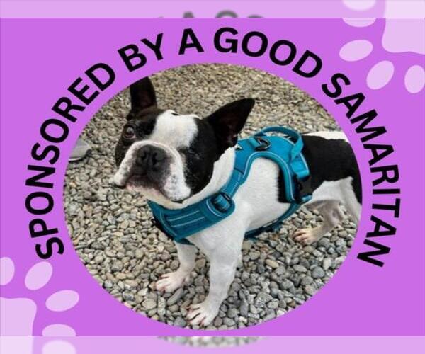 Medium Photo #1 Boston Terrier Puppy For Sale in Santa Cruz, CA, USA