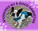 Small Boston Terrier