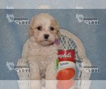 Small Photo #3 Poochon Puppy For Sale in SANGER, TX, USA