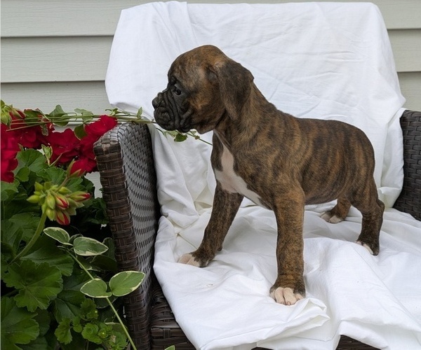 Medium Photo #60 Boxer Puppy For Sale in GOSHEN, IN, USA