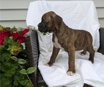 Small Photo #60 Boxer Puppy For Sale in GOSHEN, IN, USA