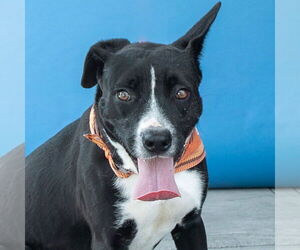 Borador Dogs for adoption in Pasadena, CA, USA