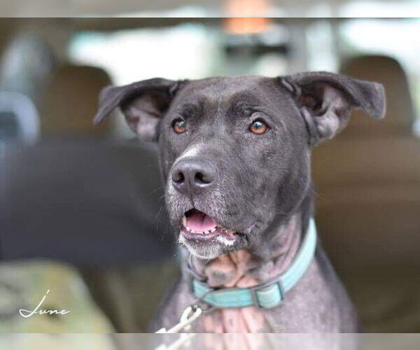 Medium Photo #2 American Pit Bull Terrier-Labrador Retriever Mix Puppy For Sale in Brewster, NY, USA