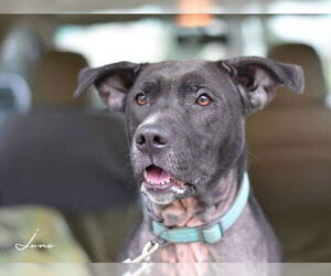 Junebug - Female American Pit Bull Terrier-Labrador Retriever Mix Dog for Adoption - Photo #2