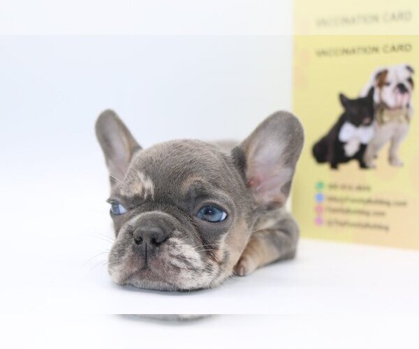 Medium Photo #2 French Bulldog Puppy For Sale in PNTE VDRA BCH, FL, USA