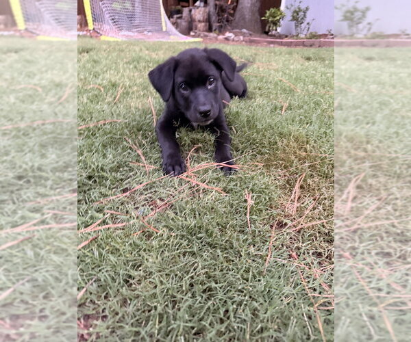Medium Photo #8 Shepweiller Puppy For Sale in Raleigh, NC, USA