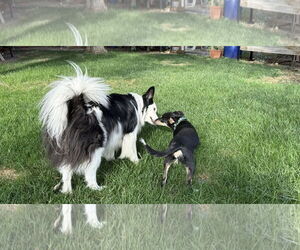 Mina - Female Mutt Dog for Adoption - Photo #6
