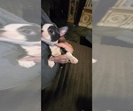 Small #6 Boston Terrier
