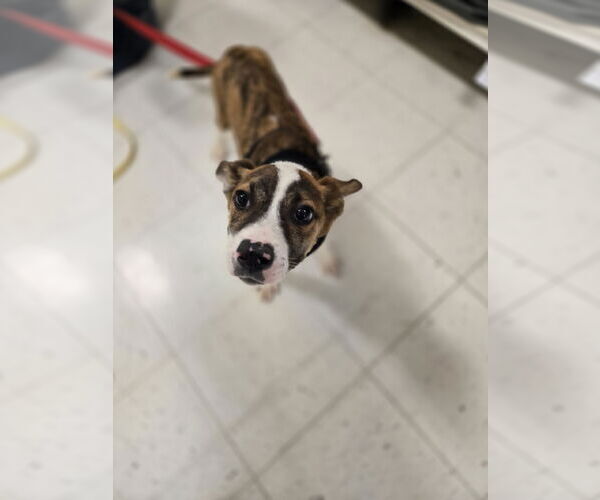 Medium Photo #5 Mutt Puppy For Sale in Minneapolis, MN, USA